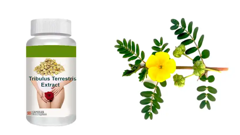 Best Tribulus Terrestris Tablets Best Tribulus Terrestris Tablets